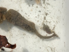 Styela montereyensis