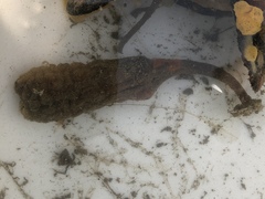 Styela montereyensis