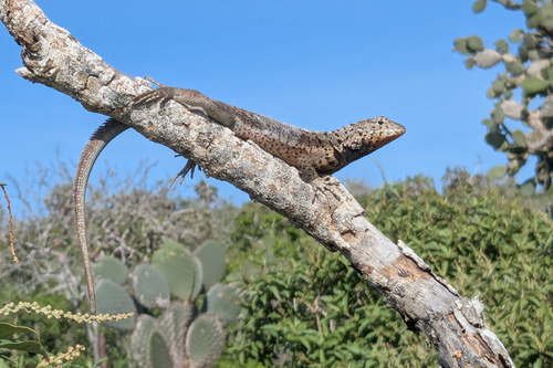 Galapagos Lava Lizard, Microlophus barringtonensis