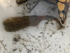 Styela montereyensis