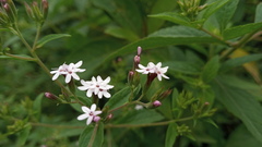 Stevia yaconensis