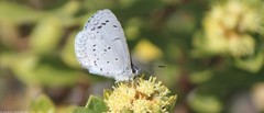 Celastrina echo gozora