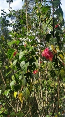 Hibiscus rosa-sinensis
