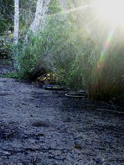 Zonotrichia leucophrys