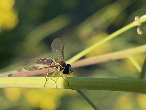 Unknown species found near Clark Way, Palo Alto, CA, US