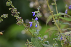 Salvia stachydifolia