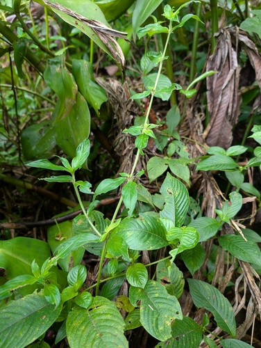 Hexasepalum sarmentosum observed 2026-01-04