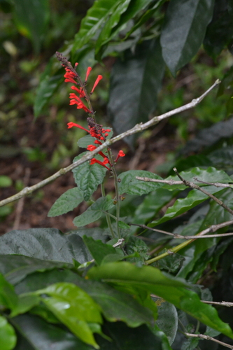 Scutellaria incarnata, photograph 2