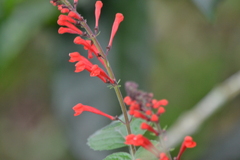 Scutellaria incarnata
