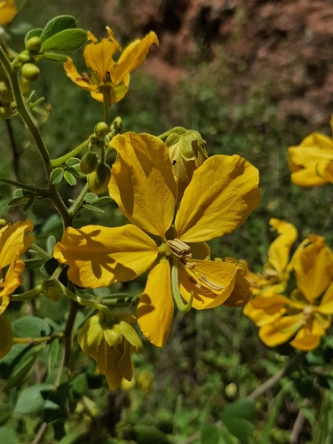 Senna macranthera pudibunda