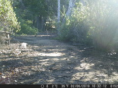 Otospermophilus beecheyi