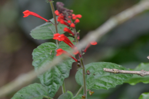 Scutellaria incarnata, photograph 1