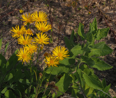 Heterotheca subaxillaris