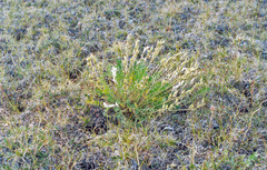 Oxytropis czekanowskii