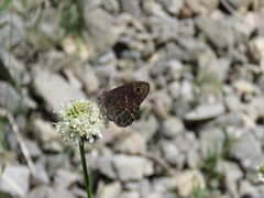 Satyrus actaea
