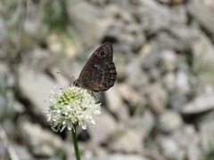Satyrus actaea