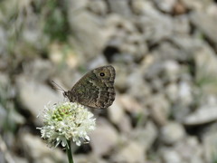 Satyrus actaea
