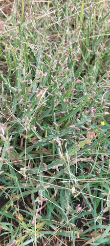 Baccharis crispa, photograph 3