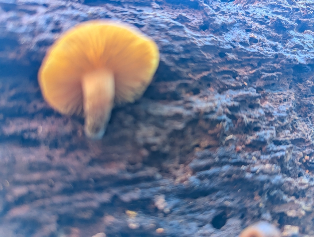 Galerina marginata · March 2026 · photo: © crystella (iNaturalist, cc-by)