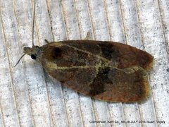 Evora hemidesma