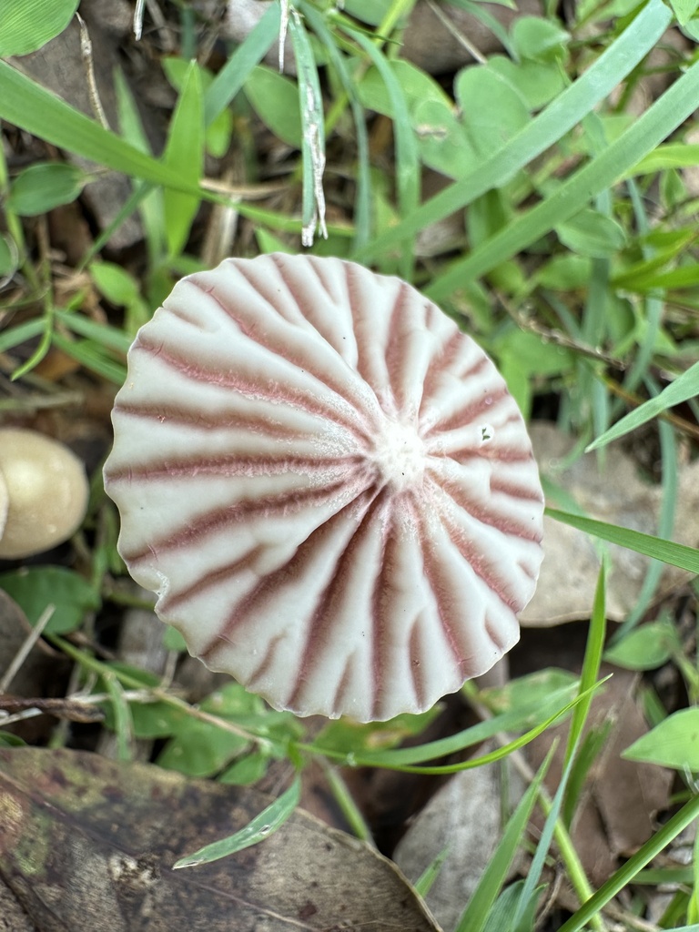 Marasmius ballator