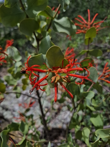 Psittacanthus cordatus