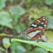 Mariposas Alas de Cristal - Photo (c) clicque, algunos derechos reservados (CC BY-NC), subido por clicque