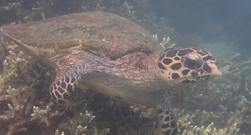 Eretmochelys imbricata