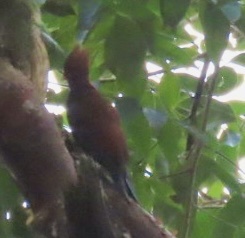 Chestnut-colored Woodpecker (Celeus castaneus), photo 5