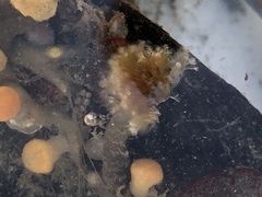 Schizobranchia insignis