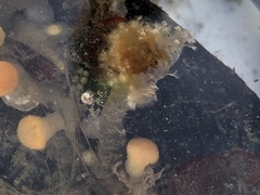 Schizobranchia insignis