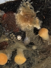 Schizobranchia insignis