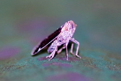 Cixius cunicularius