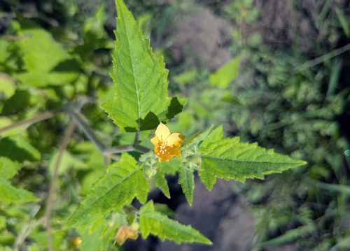 tropical blazingstar (Mentzelia aspera)
