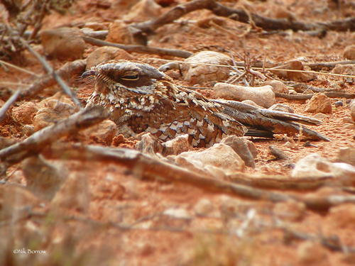 Donaldson Smith's Nightjar