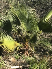 Livistona chinensis