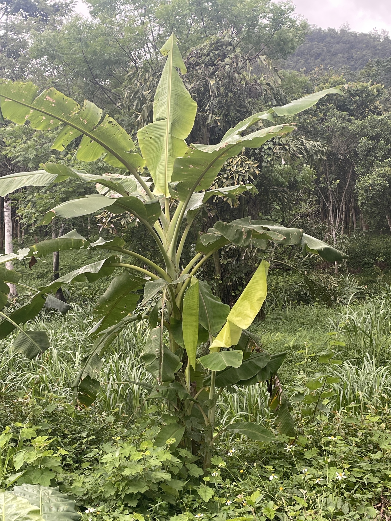 Musa paradisiaca (Musa paradisiaca)