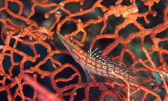 Oxycirrhites typus