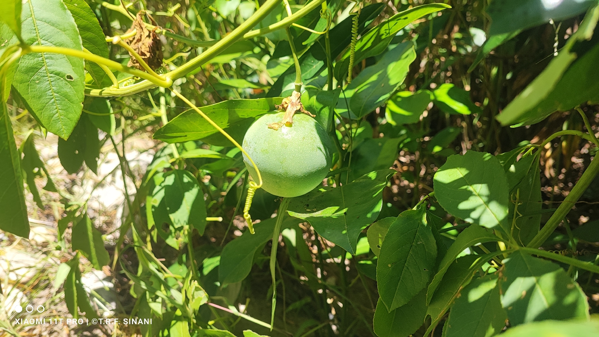 Imagem de Maracujá da caatinga