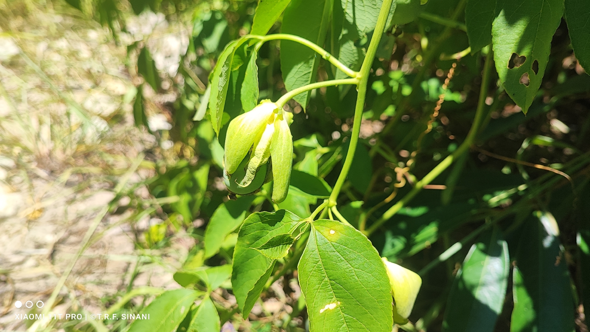 Imagem de Maracujá da caatinga