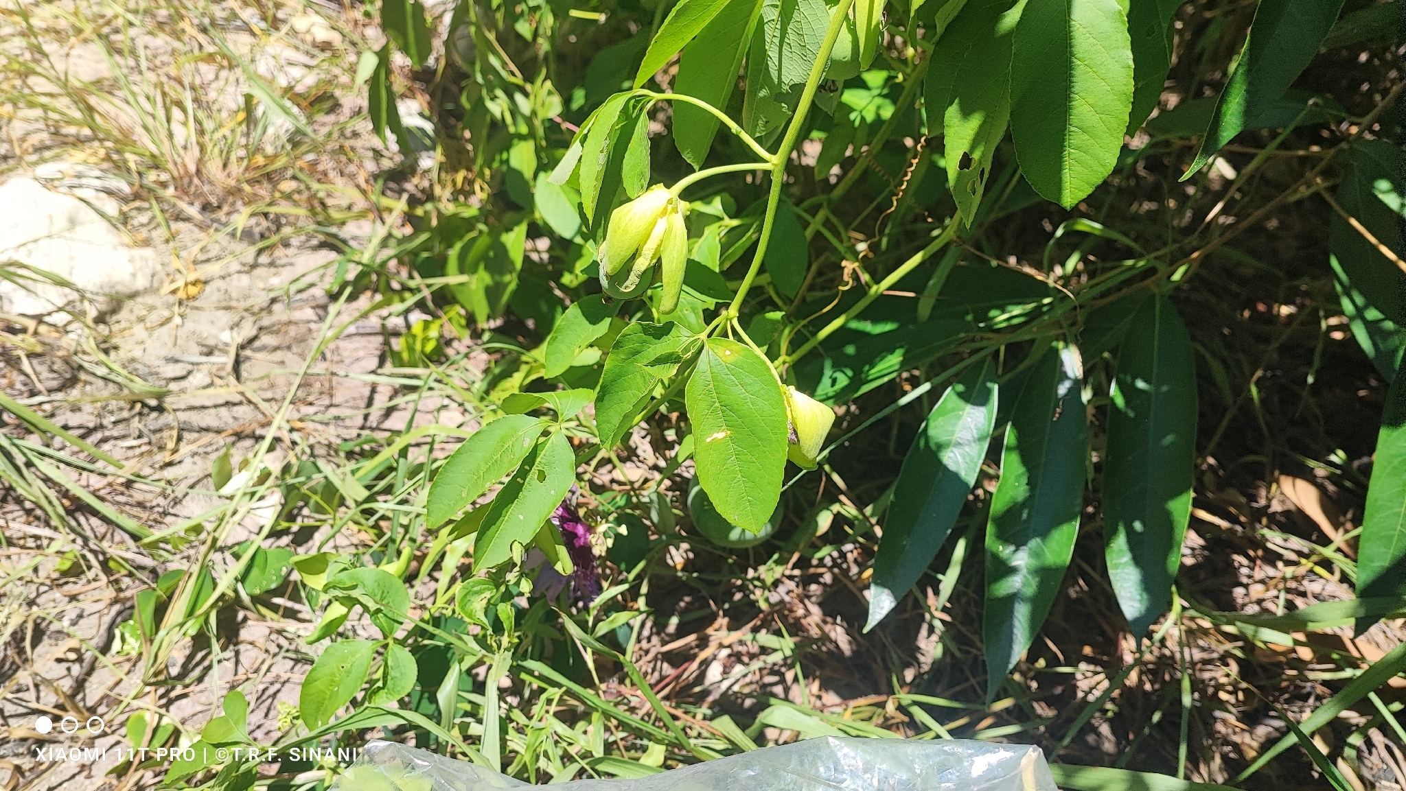 Imagem de Maracujá da caatinga