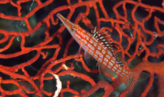 Oxycirrhites typus