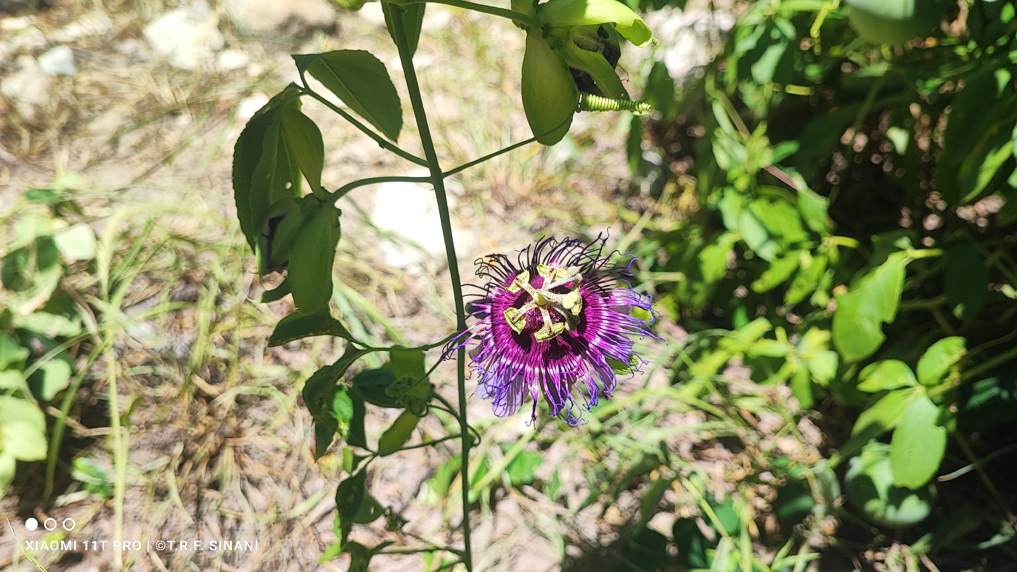 Imagem de Maracujá da caatinga