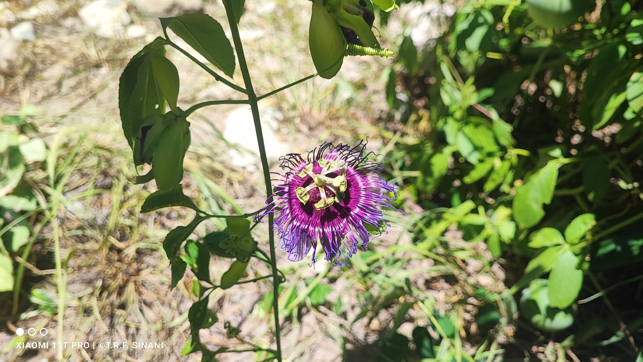 Imagem de Maracujá da caatinga