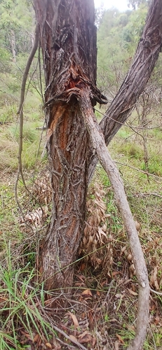 Photo 623077436, (c) bursar, some rights reserved (CC BY-NC) · iNaturalist