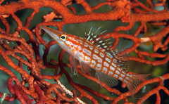 Oxycirrhites typus