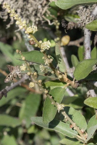 Croton scouleri, photograph 6