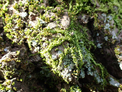 Nuttall's homalothecium moss (Homalothecium nuttallii)