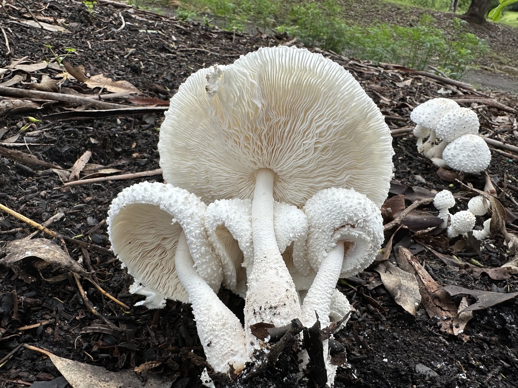 Leucocoprinus cretaceus · March 2026 · photo: © prossington (iNaturalist, cc-by)