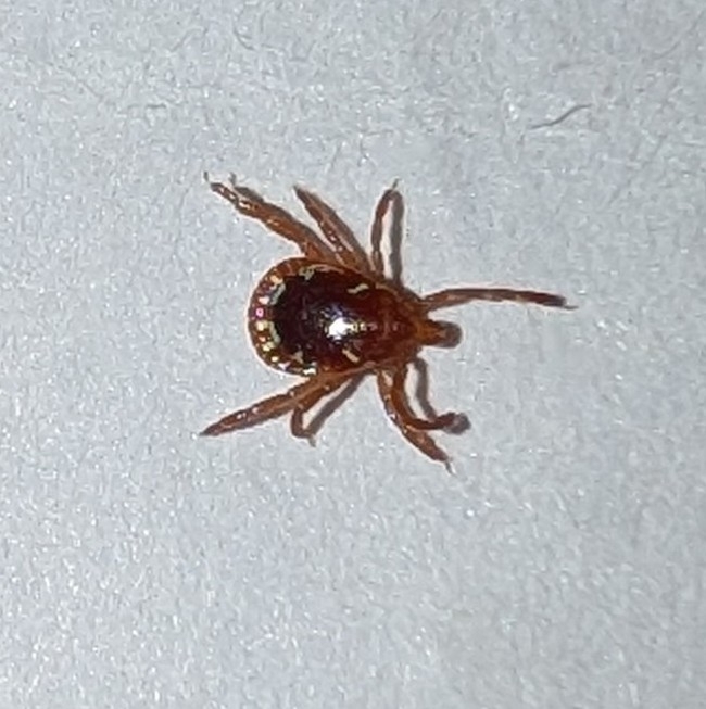 Amblyomma americanum Linnaeus, 1758